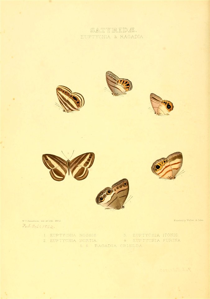 Illustrations of new species of exotic butterflies Euptychia & Ragadia