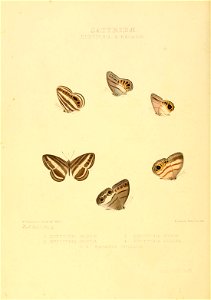 Illustrations of new species of exotic butterflies Euptychia & Ragadia