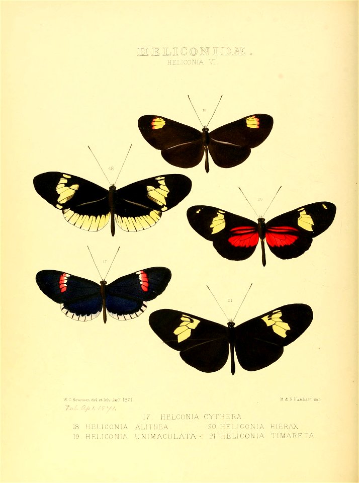 Illustrations of new species of exotic butterflies Heliconia VI