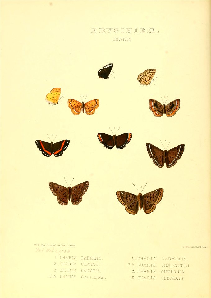Illustrations of new species of exotic butterflies Charis I