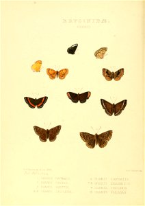 Illustrations of new species of exotic butterflies Charis I