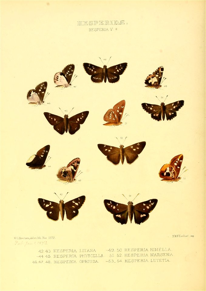 Illustrations of new species of exotic butterflies Hesperia V-star