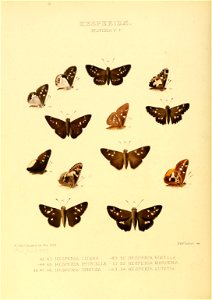 Illustrations of new species of exotic butterflies Hesperia V-star