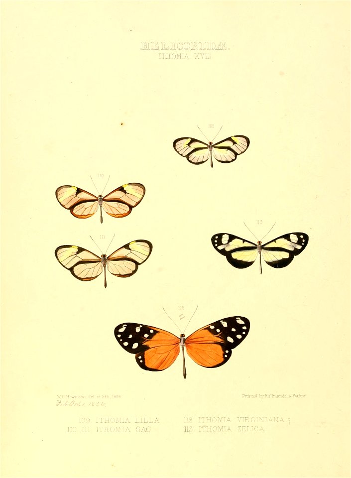 Illustrations of new species of exotic butterflies Ithomia XVIII