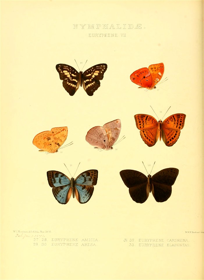 Illustrations of new species of exotic butterflies Euryphene VII - Free ...