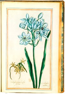 Illustrations de Le Jardin du très chrestien Henry IV.f47