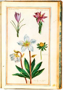 Illustrations de Le Jardin du très chrestien Henry IV.f55