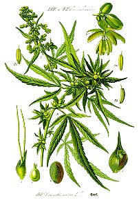 Illustration Cannabis sativa0 clean