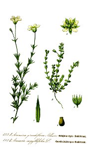 Illustration Arenaria serpyllifolia1