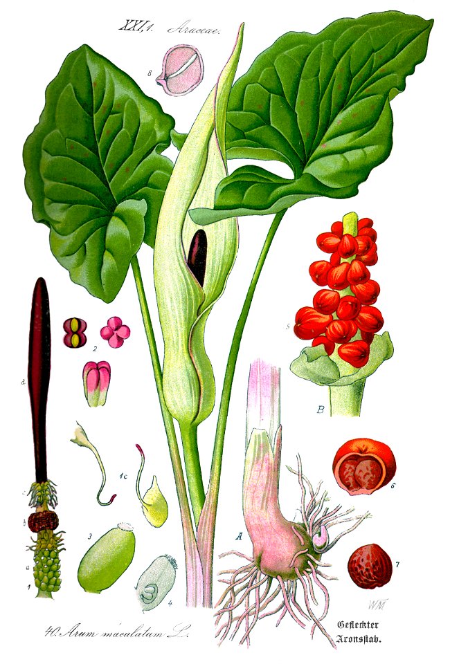 Illustration Arum maculatum1