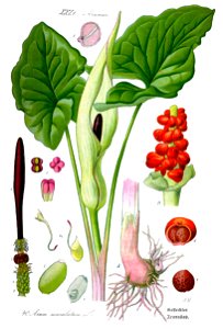 Illustration Arum maculatum1