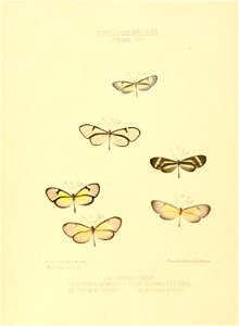 Illustrations of new species of exotic butterflies Ithomia XIX