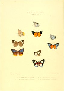 Illustrations of new species of exotic butterflies Lemonias II
