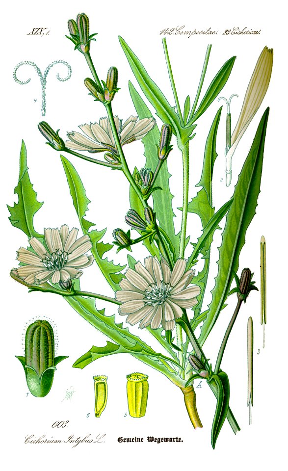 Illustration Cichorium intybus0 clean