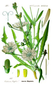 Illustration Cichorium intybus0 clean