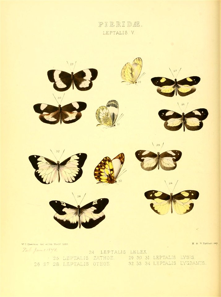 Illustrations of new species of exotic butterflies Leptalis V - Free ...