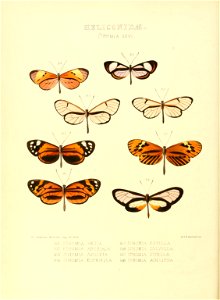 Illustrations of new species of exotic butterflies Ithomia XXVI
