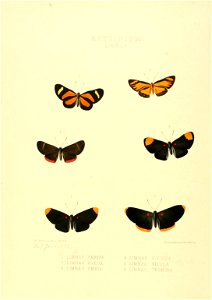 Illustrations of new species of exotic butterflies Limnas I