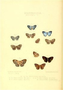 Illustrations of new species of exotic butterflies Mesosemia IV