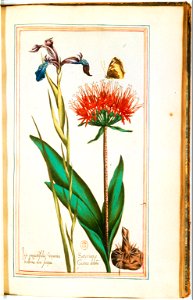 Illustrations de Le Jardin du très chrestien Henry IV.f35