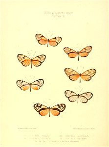 Illustrations of new species of exotic butterflies Ithomia VI