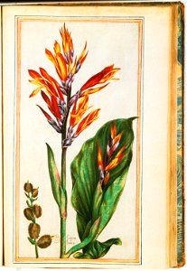 Illustrations de Le Jardin du très chrestien Henry IV.f43