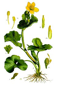 Illustration Caltha palustris1