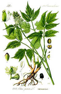 Illustration Actaea spicata0 clean