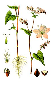 Illustration Fagopyrum esculentum0 clean