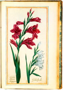 Illustrations de Le Jardin du très chrestien Henry IV.f51