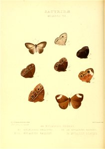 Illustrations of new species of exotic butterflies Mycalesis VIII