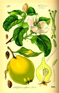 Illustration Cydonia oblonga0