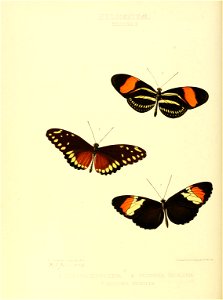 Illustrations of new species of exotic butterflies Heliconia II