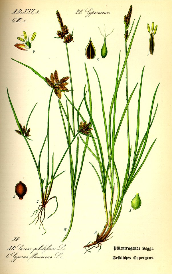 Illustration Carex pilulifera0