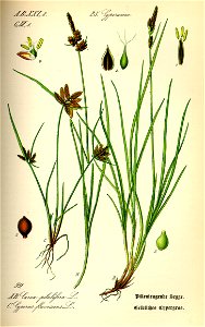 Illustration Carex pilulifera0