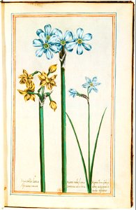 Illustrations de Le Jardin du très chrestien Henry IV.f15
