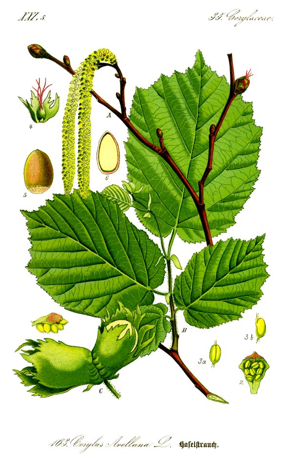 Illustration Corylus avellana0 clean
