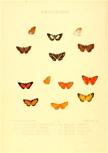 Illustrations of new species of exotic butterflies Lemonias, Bæotis & Mesene