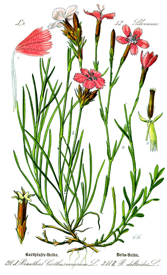 Illustration Dianthus deltoides0-clean