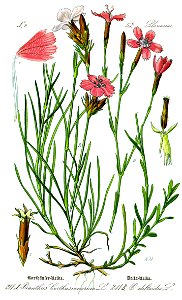 Illustration Dianthus deltoides0-clean