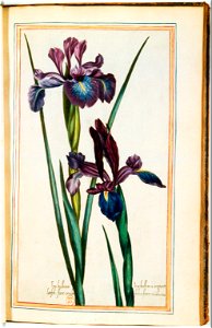 Illustrations de Le Jardin du très chrestien Henry IV.f31