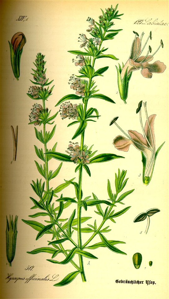 Illustration Hyssopus officinalis0