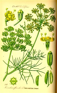 Illustration Foeniculum vulgare0
