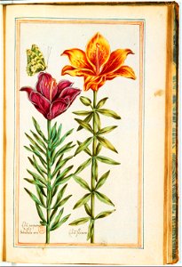 Illustrations de Le Jardin du très chrestien Henry IV.f39