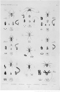 Illustrations de Description de l'Egypte Pl42