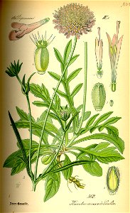 Illustration Knautia arvensis0