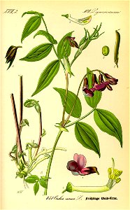 Illustration Lathyrus vernus0
