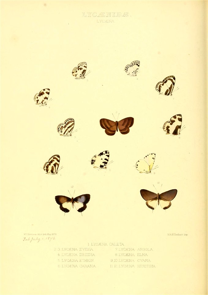 Illustrations of new species of exotic butterflies Lycæna