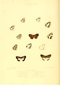 Illustrations of new species of exotic butterflies Lycæna