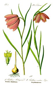 Illustration Fritillaria montana1
